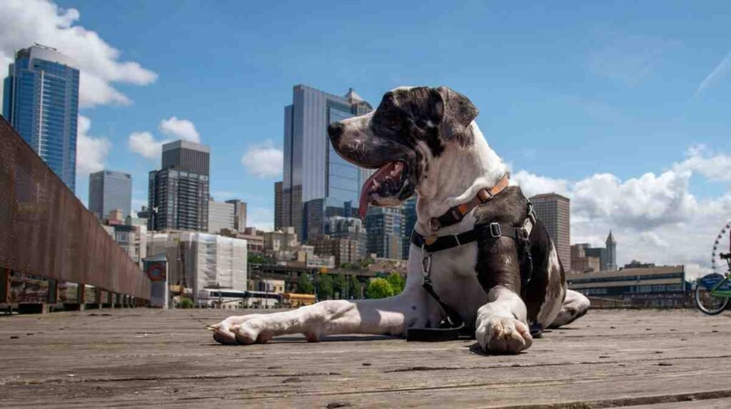 Where to Stay in Seattle Washington dog friendly hotles